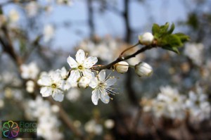 prunus cerasifera (1)